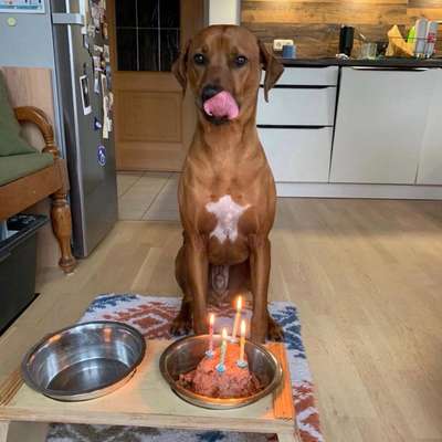 Suchmeldung-Merlin-Bild