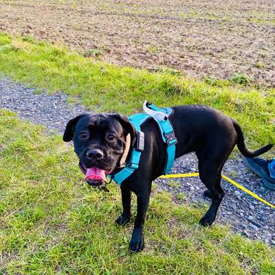 cane corso-Beitrag-Bild