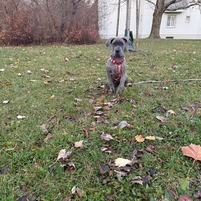 Hundetreffen-Spielfreund gesucht-Bild