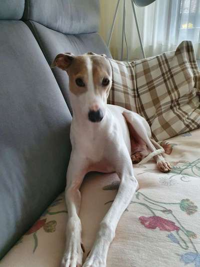 Windhunde - Treffen der besonderen Schönheiten
HERZLICH WILLKOMMEN-Beitrag-Bild