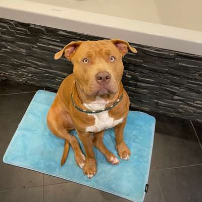 Hundetreffen-Spielkameraden, Training, Spaziergang-Bild