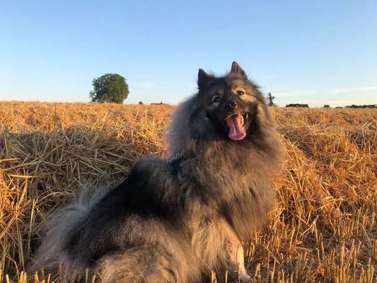 Dein Hund im Dogorama-Kalender 2021-Beitrag-Bild