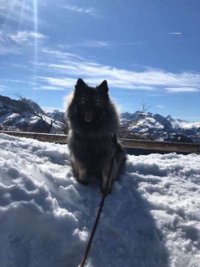 Dein Hund im Dogorama-Kalender 2021-Beitrag-Bild