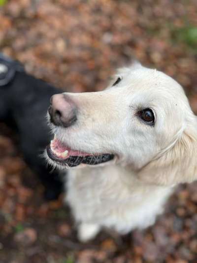 Wo sind die Golden Retriever Liebhaber?-Beitrag-Bild