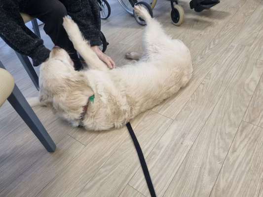 Wo sind die Golden Retriever Liebhaber?-Beitrag-Bild