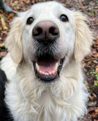 Wo sind die Golden Retriever Liebhaber?-Beitrag-Bild