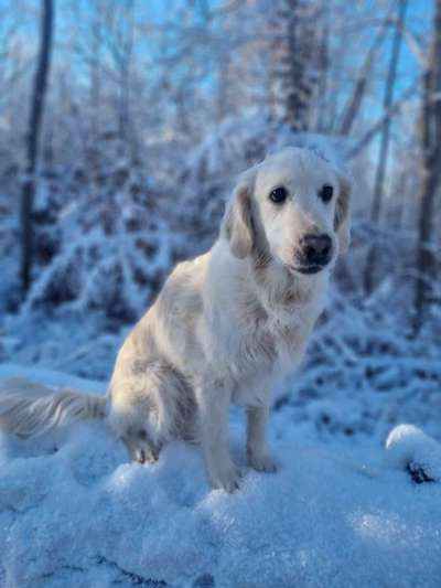 Wo sind die Golden Retriever Liebhaber?-Beitrag-Bild