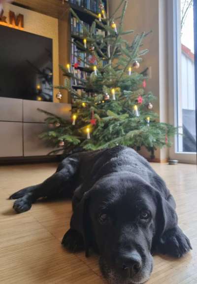 Black dogs are beautiful-Beitrag-Bild