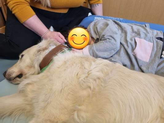 Wo sind die Golden Retriever Liebhaber?-Beitrag-Bild