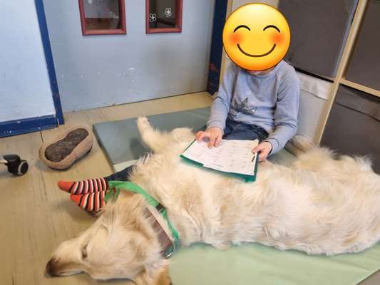 Wo sind die Golden Retriever Liebhaber?-Beitrag-Bild