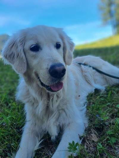 Wo sind die Golden Retriever Liebhaber?-Beitrag-Bild