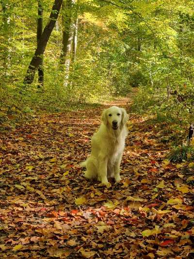 Hundetreffen-Yoko sucht Spielgefährten für gemeinsame Gassirunden-Bild