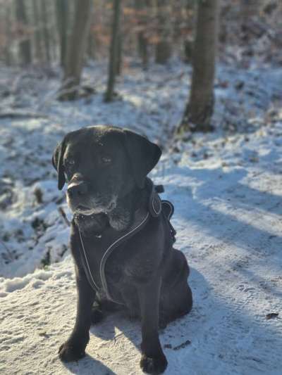 Black dogs are beautiful-Beitrag-Bild