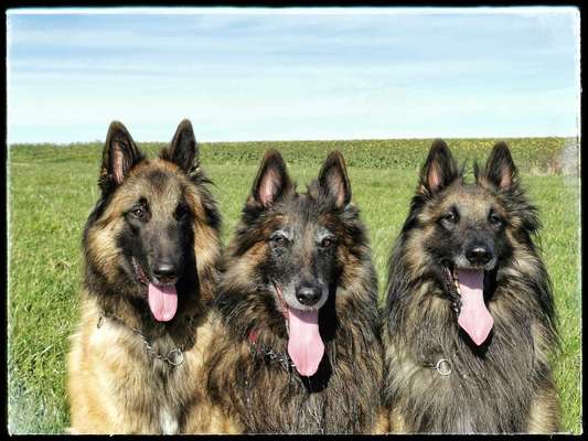 Foto's und Hundemodels-Beitrag-Bild