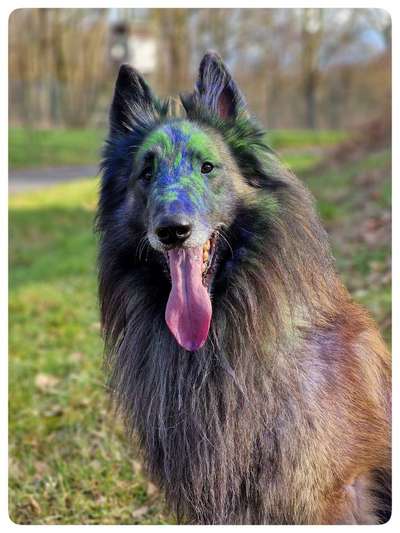 Zeigt eure Malinois!!!-Beitrag-Bild