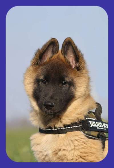 Welpen Bilder !-Beitrag-Bild