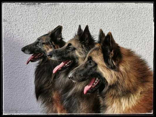 Foto's und Hundemodels-Beitrag-Bild