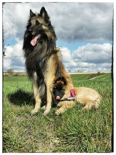 Welpen Bilder !-Beitrag-Bild