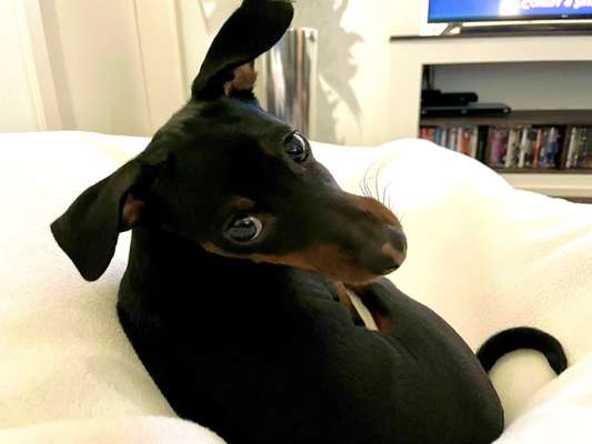 Prager Rattler-Beitrag-Bild