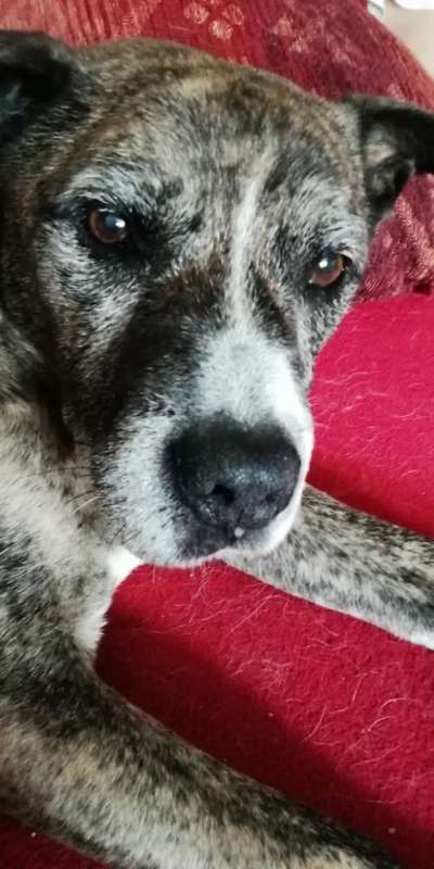 TierschutzhundeStammtisch🐕-Beitrag-Bild