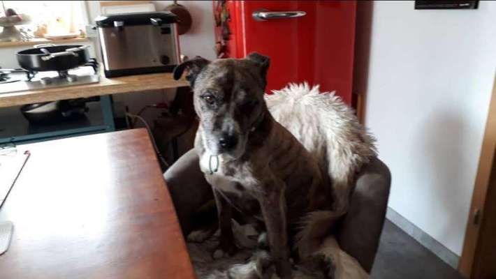 TierschutzhundeStammtisch🐕-Beitrag-Bild