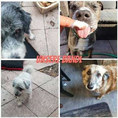 TierschutzhundeStammtisch🐕-Beitrag-Bild