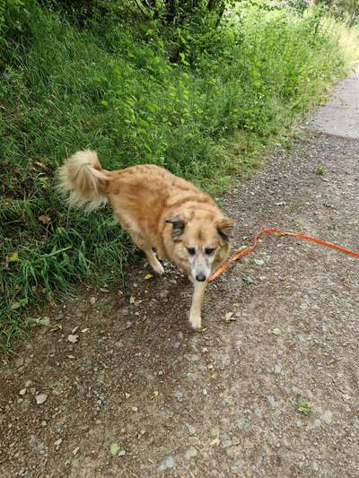 TierschutzhundeStammtisch🐕-Beitrag-Bild