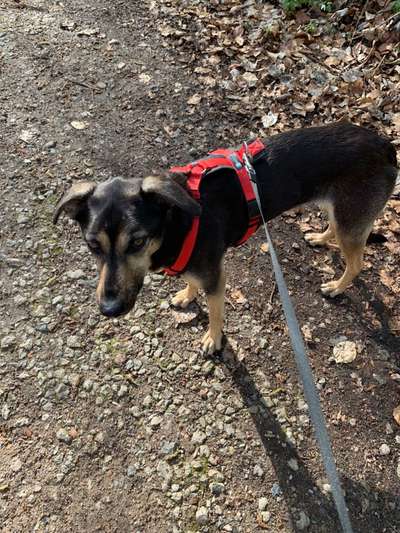 TierschutzhundeStammtisch🐕-Beitrag-Bild