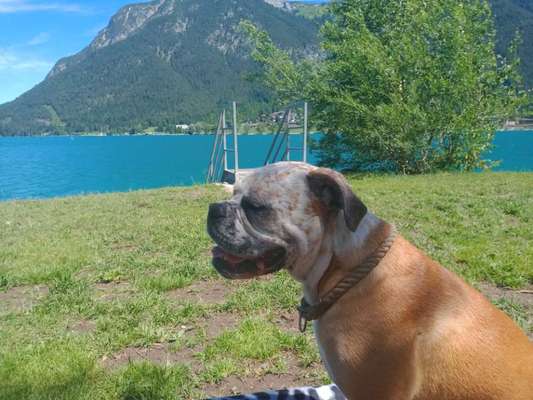 Die Dogorama Wochen Challenge: “Dein Hund im Urlaub”-Beitrag-Bild