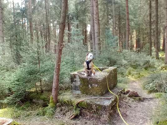 Olde English Bulldogge-Beitrag-Bild