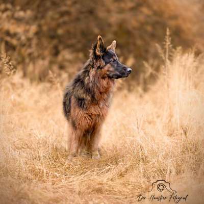 Tierfotografen-Der Haustier Fotograf-Bild