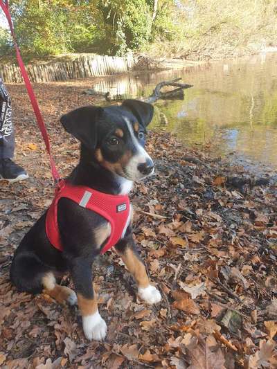 Berner Sennen-Beitrag-Bild