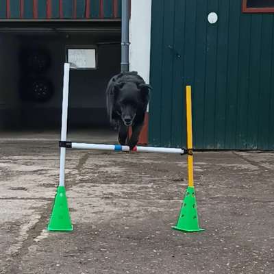 Hundetreffen-Spazieren gehen in NRW-Profilbild