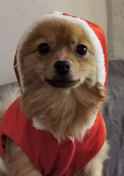 Challenge Nr. 8  Dein Hund im Weihnachtslook-Beitrag-Bild