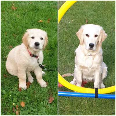 Als Welpen sind sie alle noch süßer-Beitrag-Bild