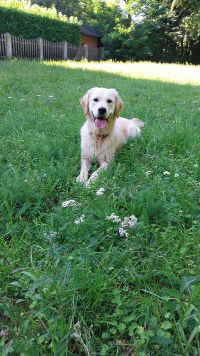 Golden Retriever-Beitrag-Bild