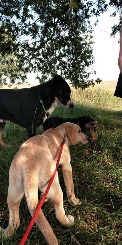 Hundetreffen-Hundetreffen an den Jansteichen-Bild