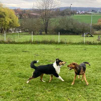 Hundetreffen-Spiel-/Gassitreffen-Bild