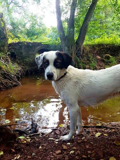 Dogorama-Monats-Challenge-Mai "Wasser"-Beitrag-Bild