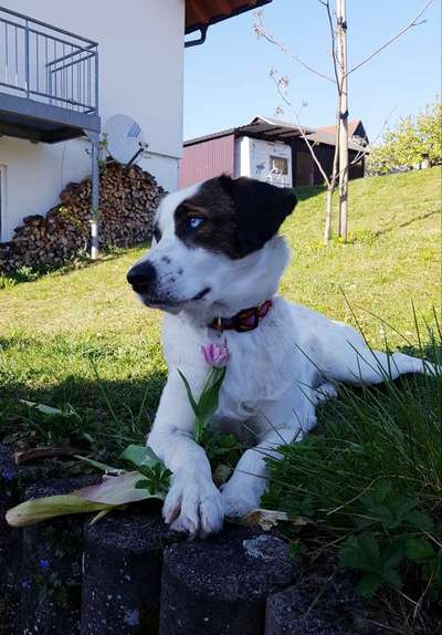 Hunde aus Griechenland-Beitrag-Bild