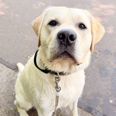 Hundetreffen-Spielfreunde gesucht!-Bild