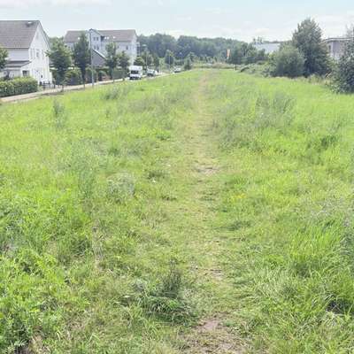 Hundeauslaufgebiet-Hundeauslaufwiese direkt an der Straße-Bild
