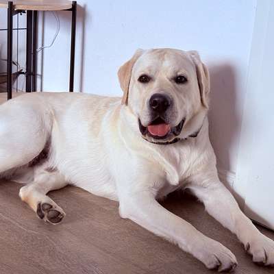 Hundetreffen-Spielfreunde gesucht!-Bild