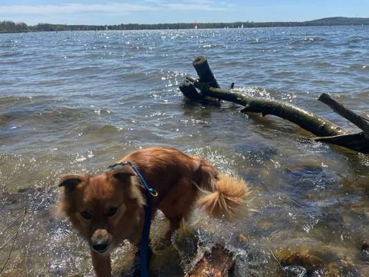 Dogorama-Monats-Challenge-Mai "Wasser"-Beitrag-Bild