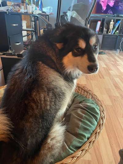 Nordische Hunde-Beitrag-Bild