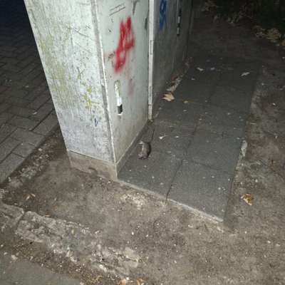Giftköder-Rattengift-Bild