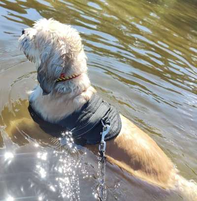 Hundetreffen-Badespaß am Bullensee-Bild