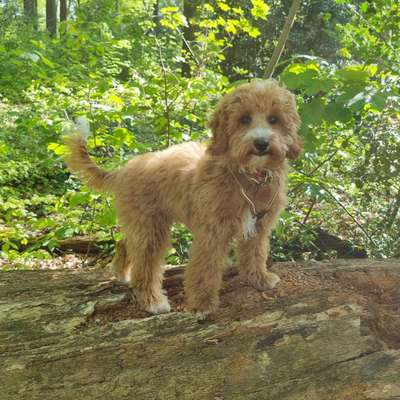 Cockerpoo (Englischer Cockerspaniel +Pudel)-Beitrag-Bild