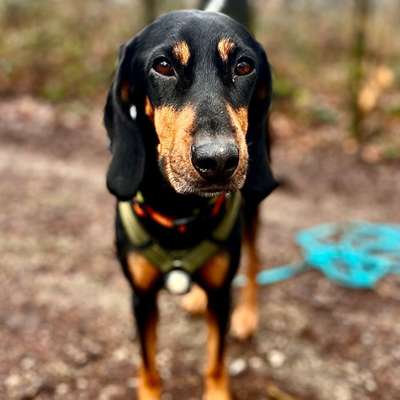 Hundetreffen-Treffen für längere Spaziergänge in Kirchhellen und Umgebung-Bild