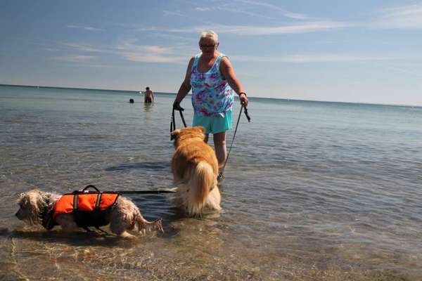 Hund abgegeben, weil Urlaub anstand? Leider kein Witz 😳-Beitrag-Bild